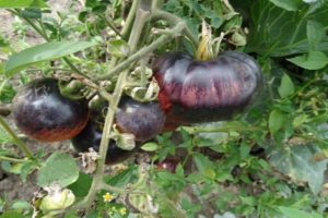 Description of the variety of tomato Amethyst jewel and its characteristics