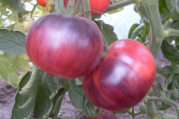 puertas de tomate