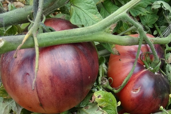 Description de la variété de bijou tomate Améthyste et ses caractéristiques