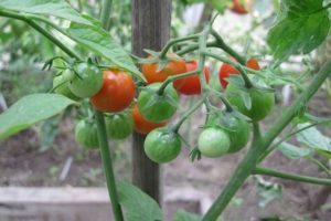 Pomidorų hibrido „Barberry“ charakteristikos ir aprašymas