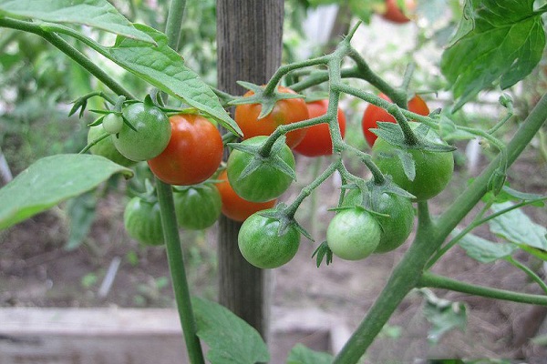 greenhouse hybrid