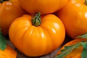 Description de la variété de tomate Bison orange et ses caractéristiques