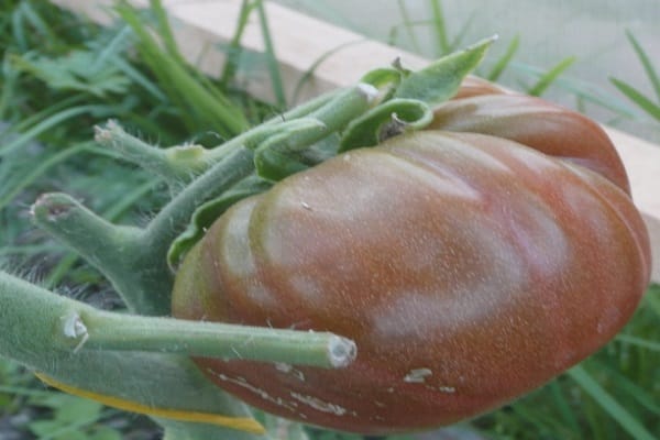 tomate para todo clima