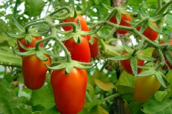 tomate cherry