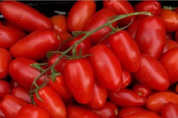 bright red tomato