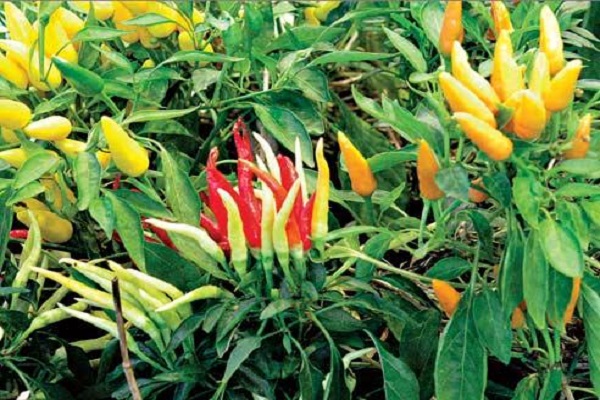 vegetable near Moscow