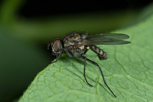 fly on a leaf