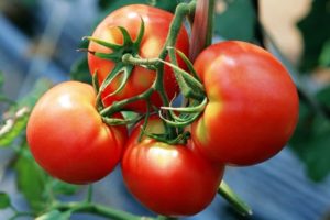 Las mejores variedades de tomates de selección Kirov para invernaderos y campo abierto.