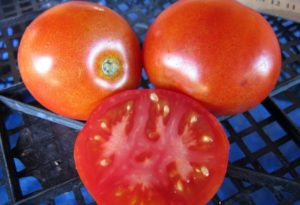 Description de l'éphémère de tomate mûre précoce et caractéristiques de la variété