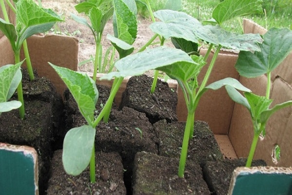 seedlings in peat