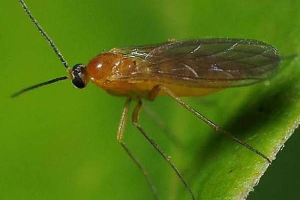 krastavac gnat