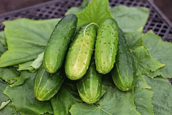 vegetable pyramid