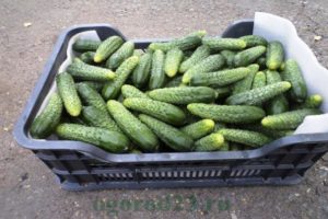 Descripción y características de la variedad de pepino alemán, plantación y cuidado.