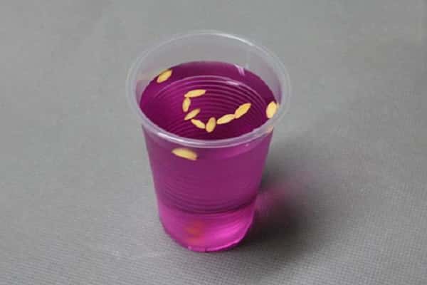 un verre de graines