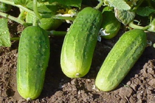 plant cucumbers