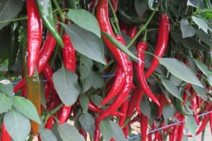 Description des variétés de piments forts en pleine terre