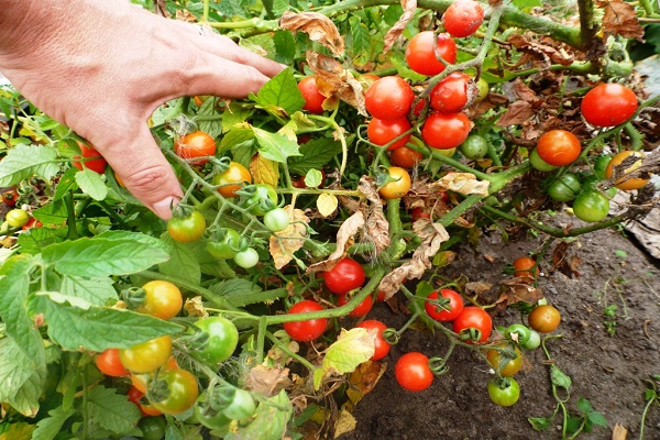 Cherry near Moscow