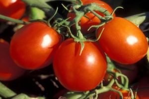 What varieties of tomatoes are best suited for the Moscow region