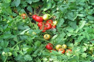 Caractéristiques et description de la variété de tomate Festive