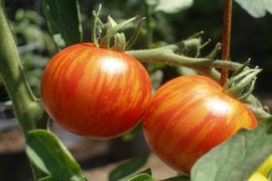 Description de la variété de tomate Tiger cub et caractéristiques de culture