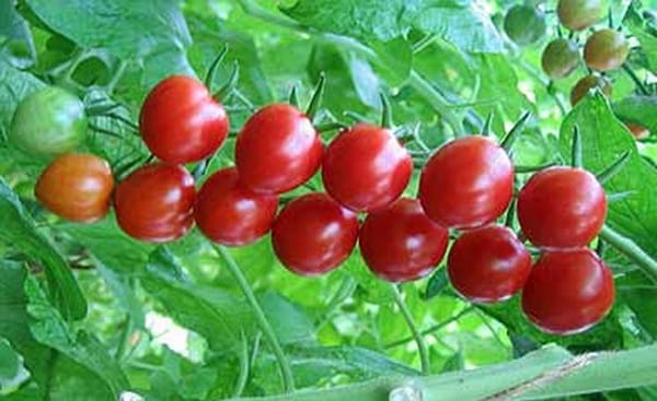 bricoleur de buissons de tomates