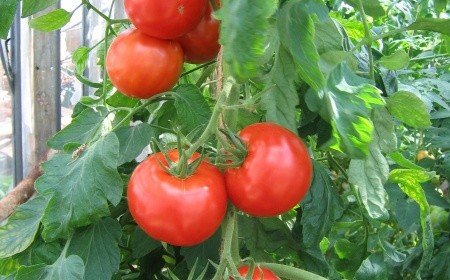 les buissons de tomates vicomte