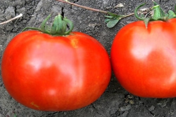 recumbent tomato