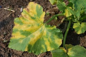 Que faire si des taches jaunes apparaissent sur les feuilles des concombres et comment traiter