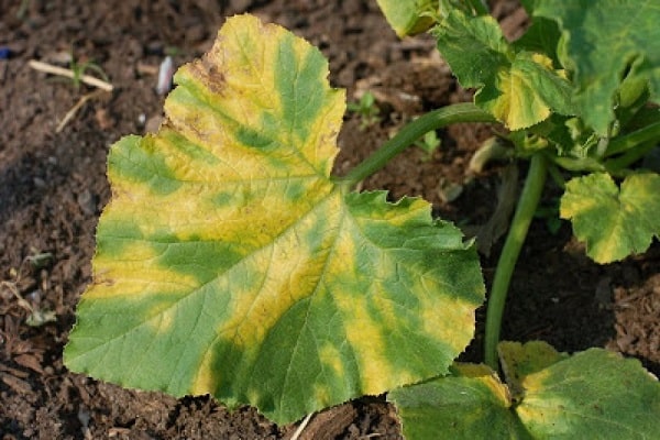 yellow leaf