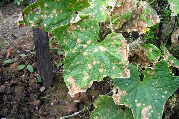 anthracnose slaveret