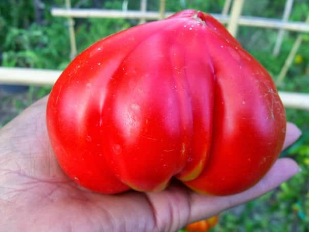 aspect de coeur de taureau de tomate