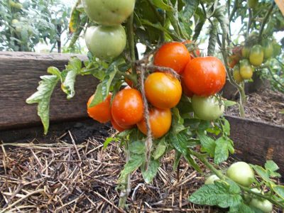 tomatenstruiken Amoerstam