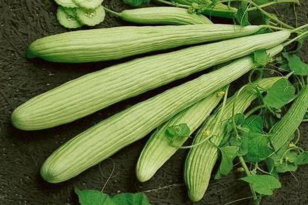  Armenian cucumber properties