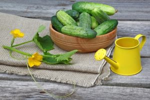 Favorable days for planting cucumbers according to the lunar calendar in May 2020