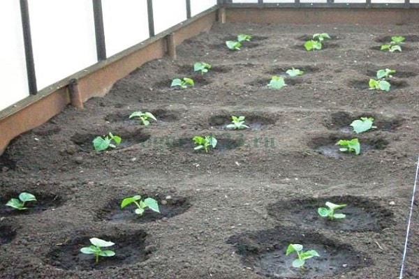 greenhouse planted