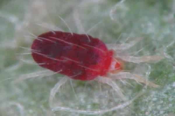 How to get rid of spider mites on cucumbers, the main control measures