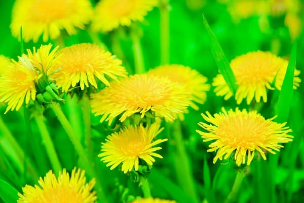 dandelion dari sarang labah-labah