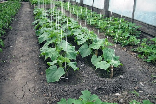 cucumber calendula