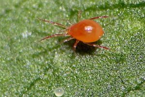 How to get rid of spider mites on cucumbers, the main control measures