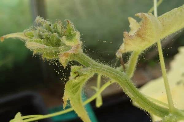 spider web on cucumbers