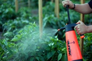 Comment pulvériser et traiter correctement les tomates avec de l'acide borique