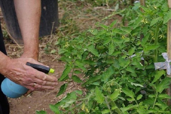 fertilizantes micronutrientes para tomates