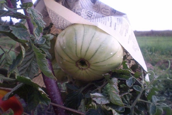 harvest in the newspaper