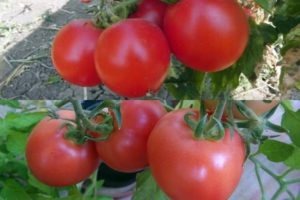 The best and most productive varieties of tomatoes for Belarus in a greenhouse and open field