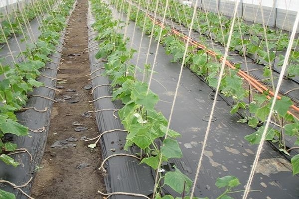 cucumbers in the greenhouse