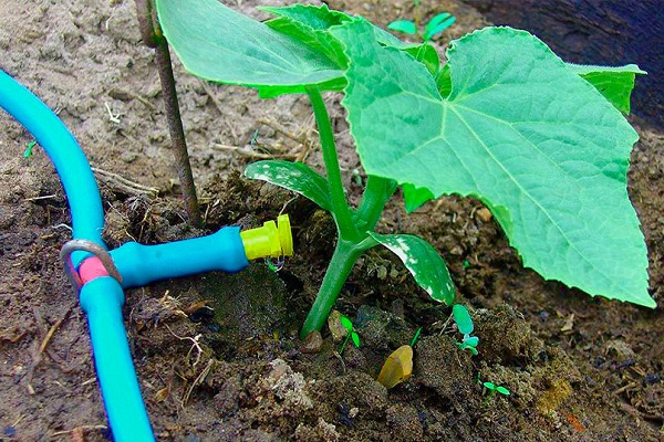 sprayer under the bush