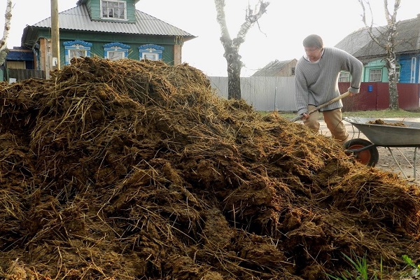 dripping manure