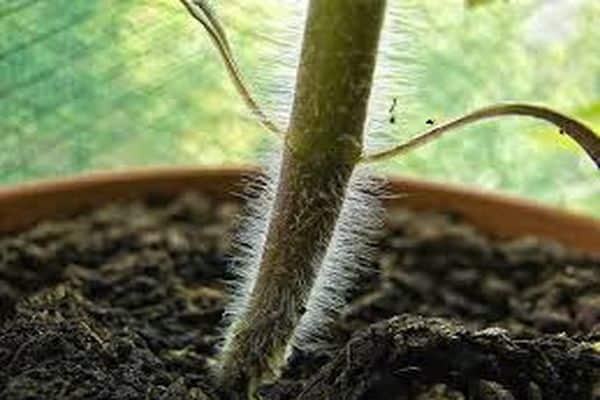 root diseases