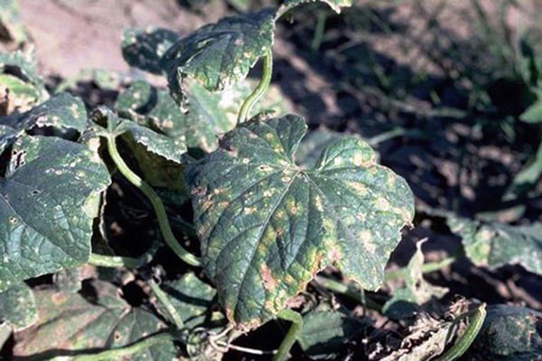 cucumber diseases