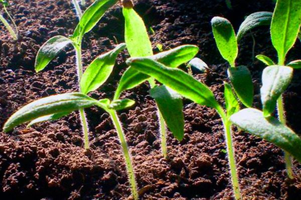 cucumbers in the ground